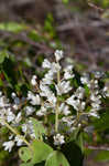 Buckwheat tree <BR>Black titi